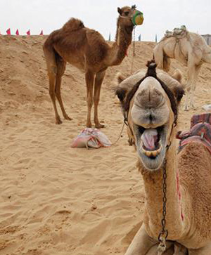 11 DAY/10NTS - TÉHÉRAN-KACHAN-YAZD-CHIRAZ-ISFAHAN - 